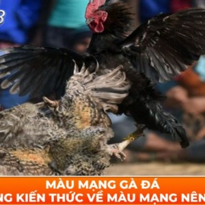 Màu Mạng Gà Đá – Những Kiến Thức Về Màu Mạng Nên Biết