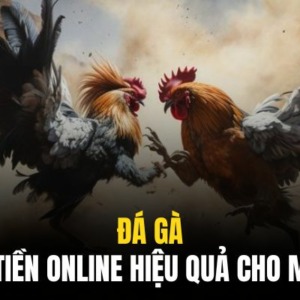 Đá Gà 8live | Nơi Kiếm Tiền Online Hiệu Quả Cho Mọi Kê Thủ